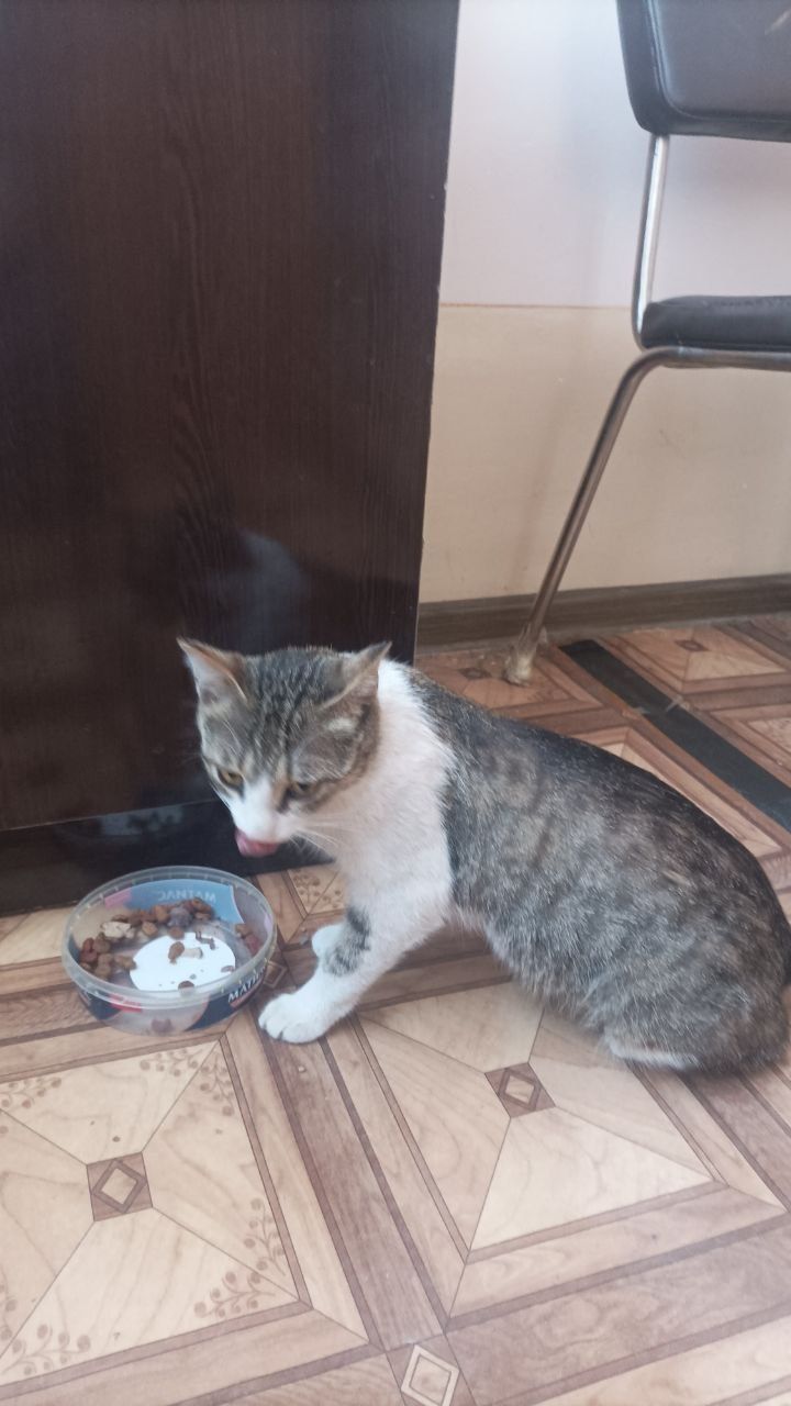 Бездомная, добрая кошечка