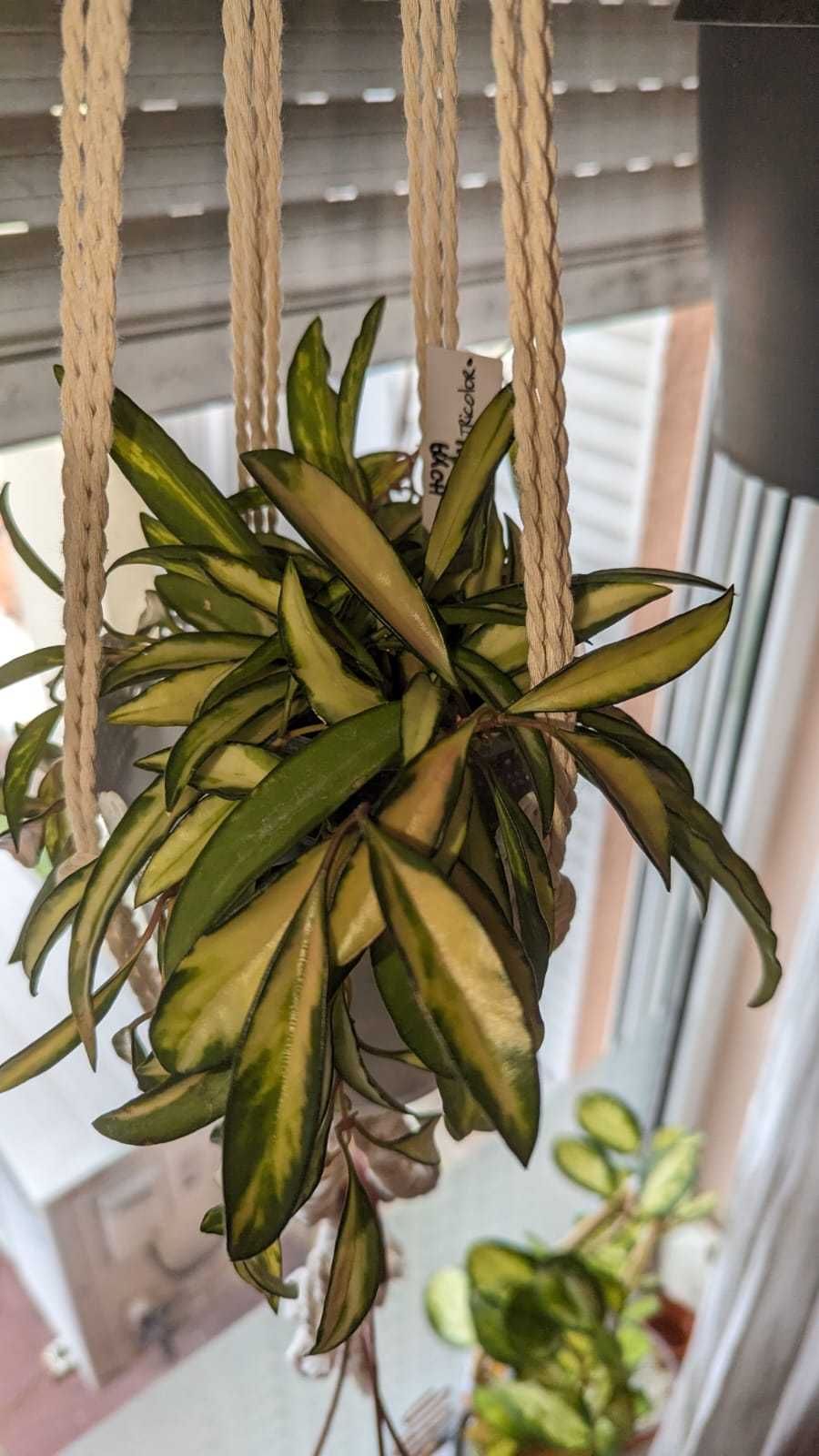 Hoya/Хоя (различни видове)
