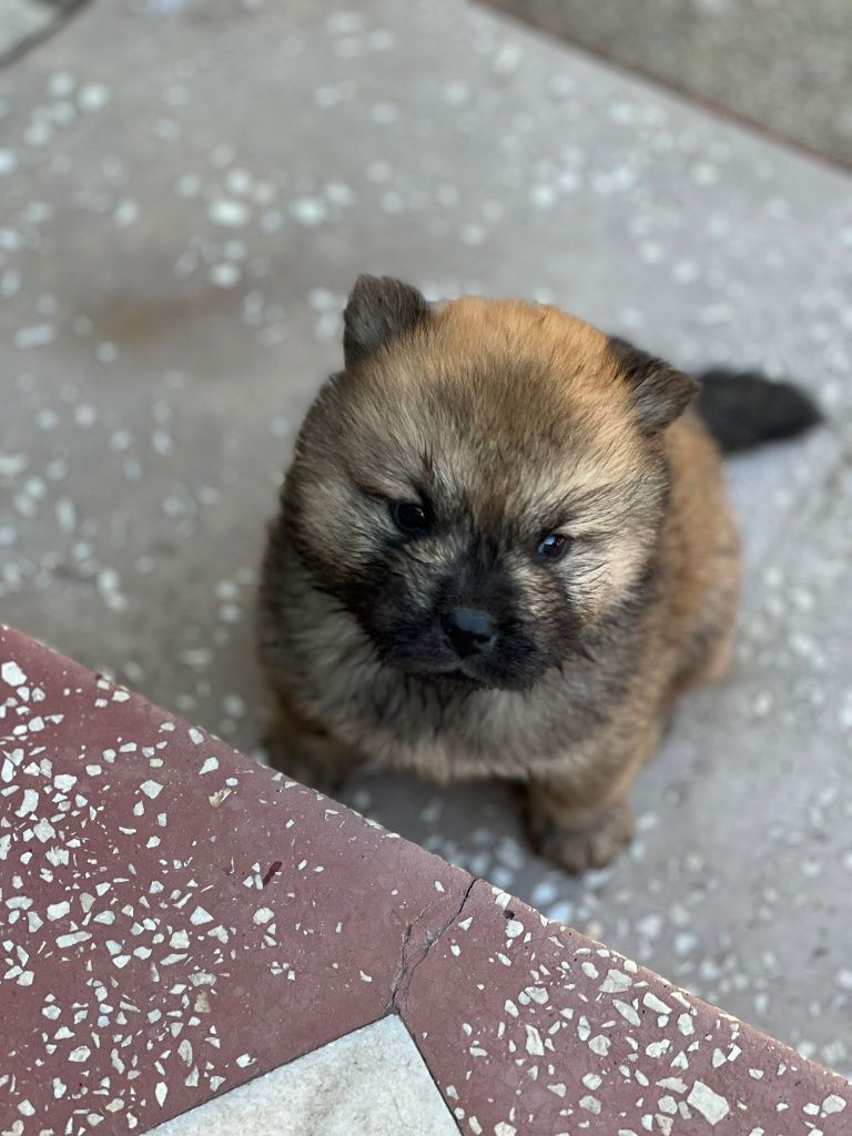 Vand pui Chow Chow