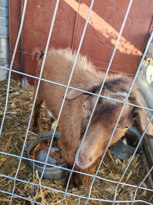 Capre bune de lapte și țap bun pentru montă