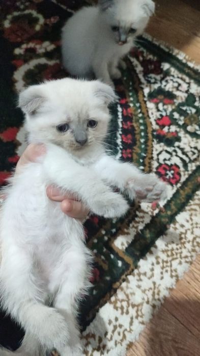 Продаются котята 1.5 месяцев