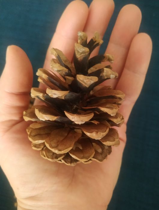 Сосновые шишки продам