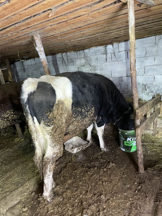 Продам 2 бычков 2 годовалые