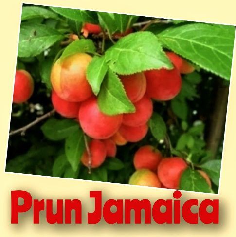 Prun (Soiul Jamaica )