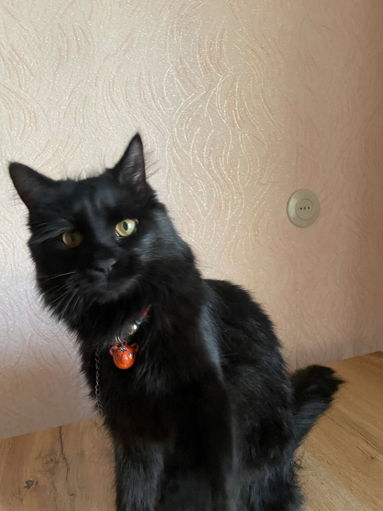 Кошка стерелизованная