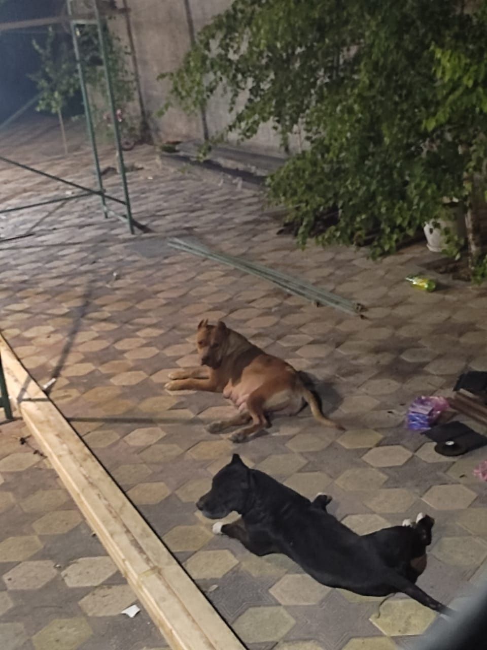 Чистокровный питбуль