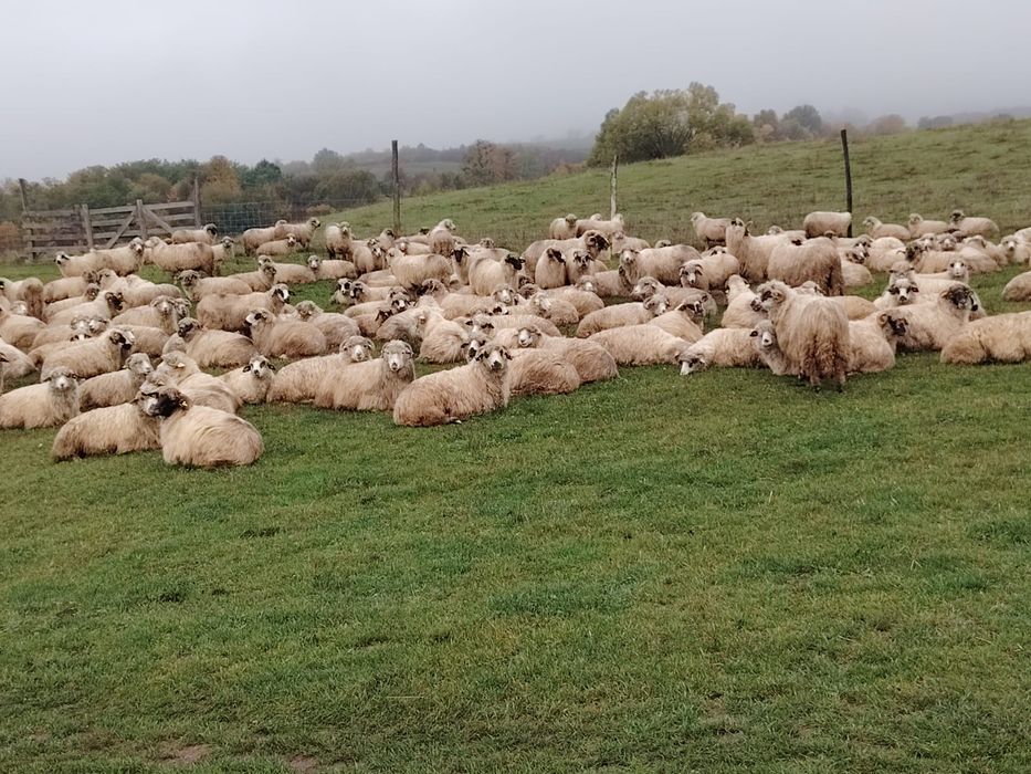Vand 150 oi turcane frumoase și bune de lapte oi de producție