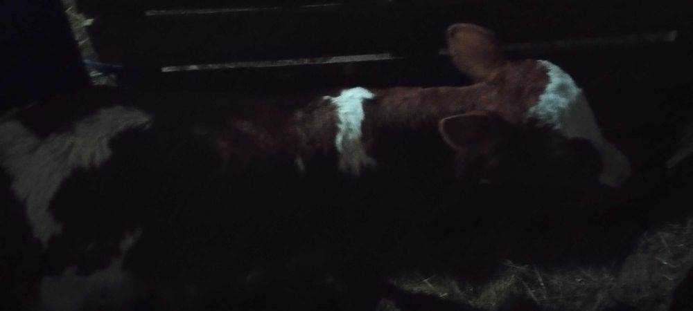 Теле сюкалче месодаен сементал