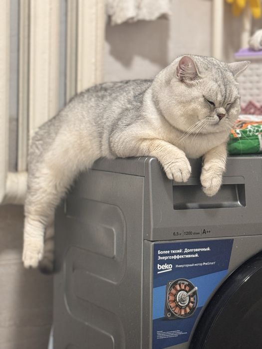 Britanskiy shinshila tozza qon vyaska taklif qilamiz