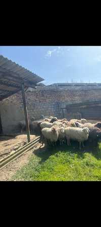 Продам овцы саулык кой-токты сатылады