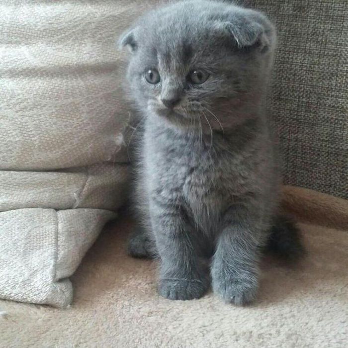 Продаются шотландские