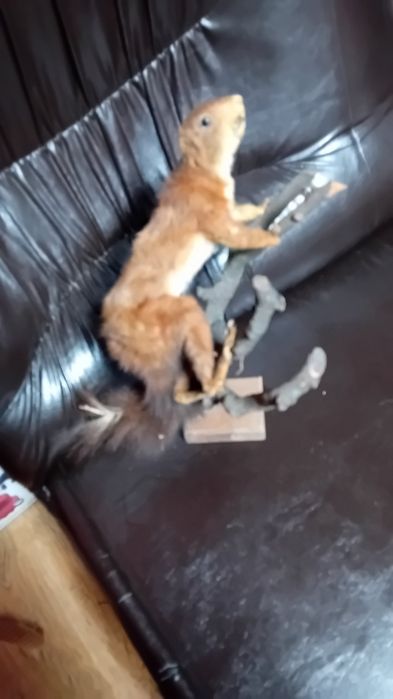 Препарирана  кошута.Катеричка   и  белка