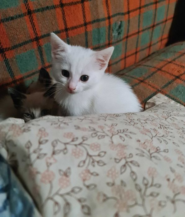 Ofer spre adopție pui de pisica