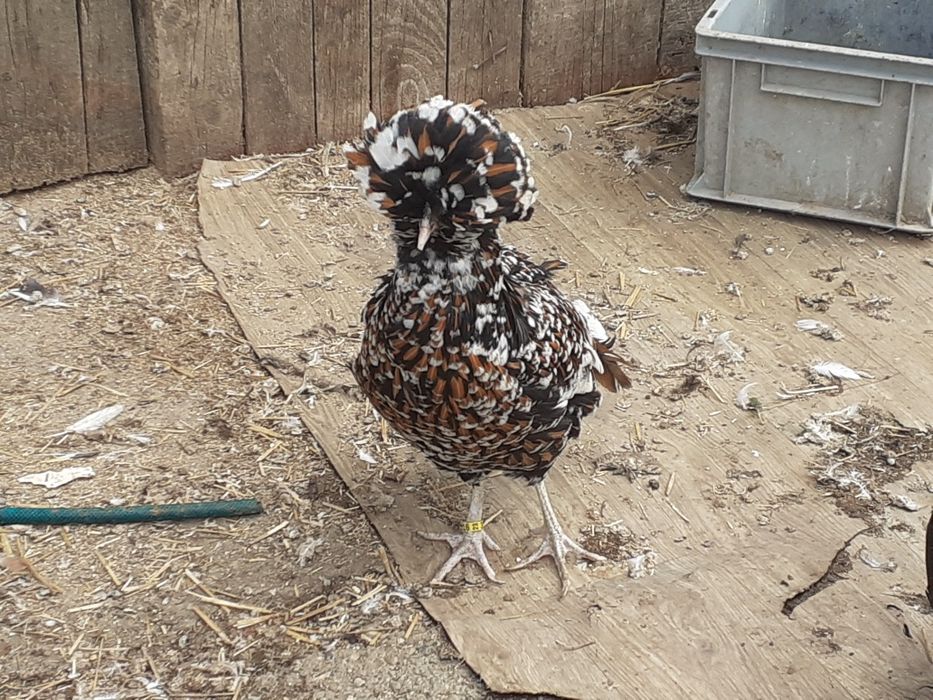 Vând pereche găini padoane portelan