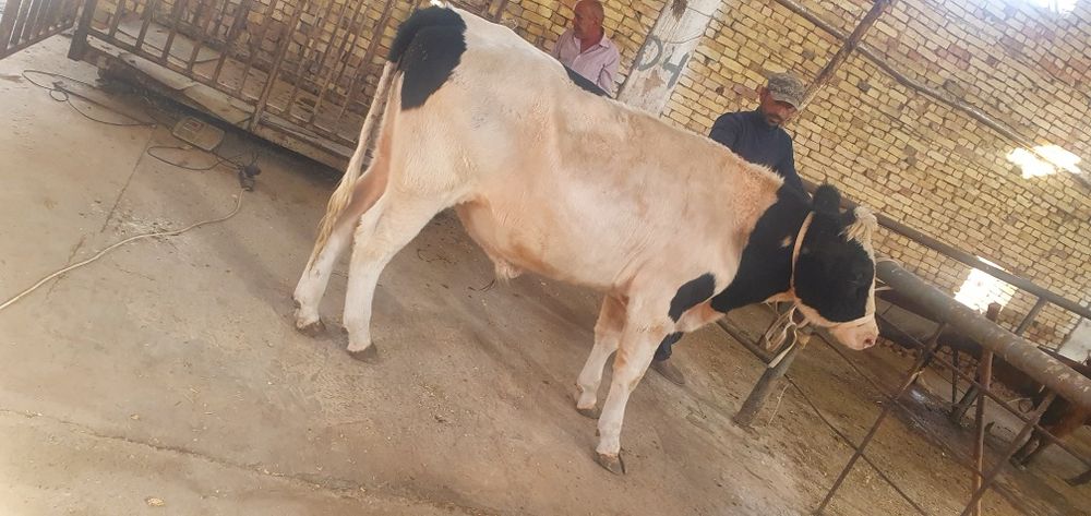 Zotdor buqa sotiladi