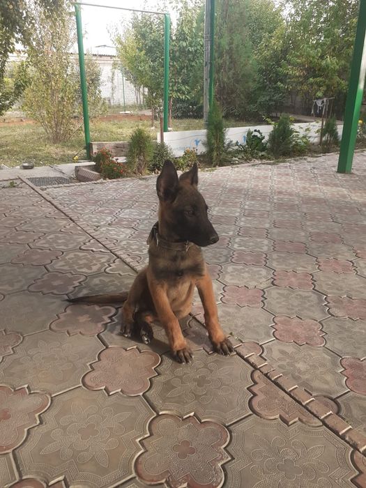 Продам щенка бельгийской овчарки