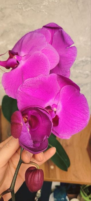 Орхидеи Phalaenopsis