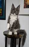 Felisa Autorizata WCF-rasa Maine Coon-Pedigree-Timisoara