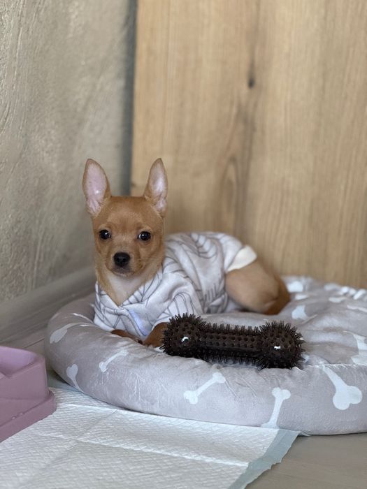 Продавам жеснко чухуахуа