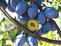 Prune de tuica la adresa