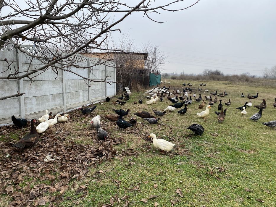 Rate lesesti/mute ciocolatii albastre sidef si negru