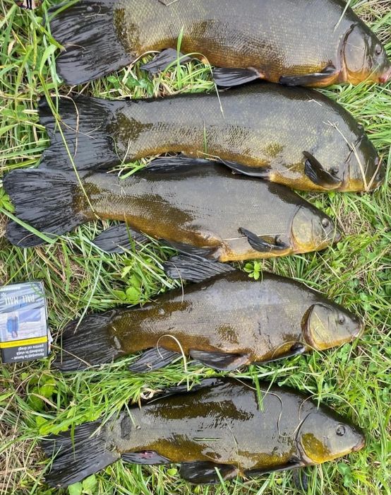 Puiet peste LIN vara 1