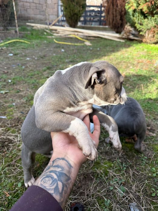 Американско були