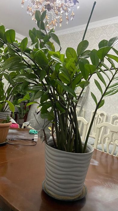 Комнатные цветы