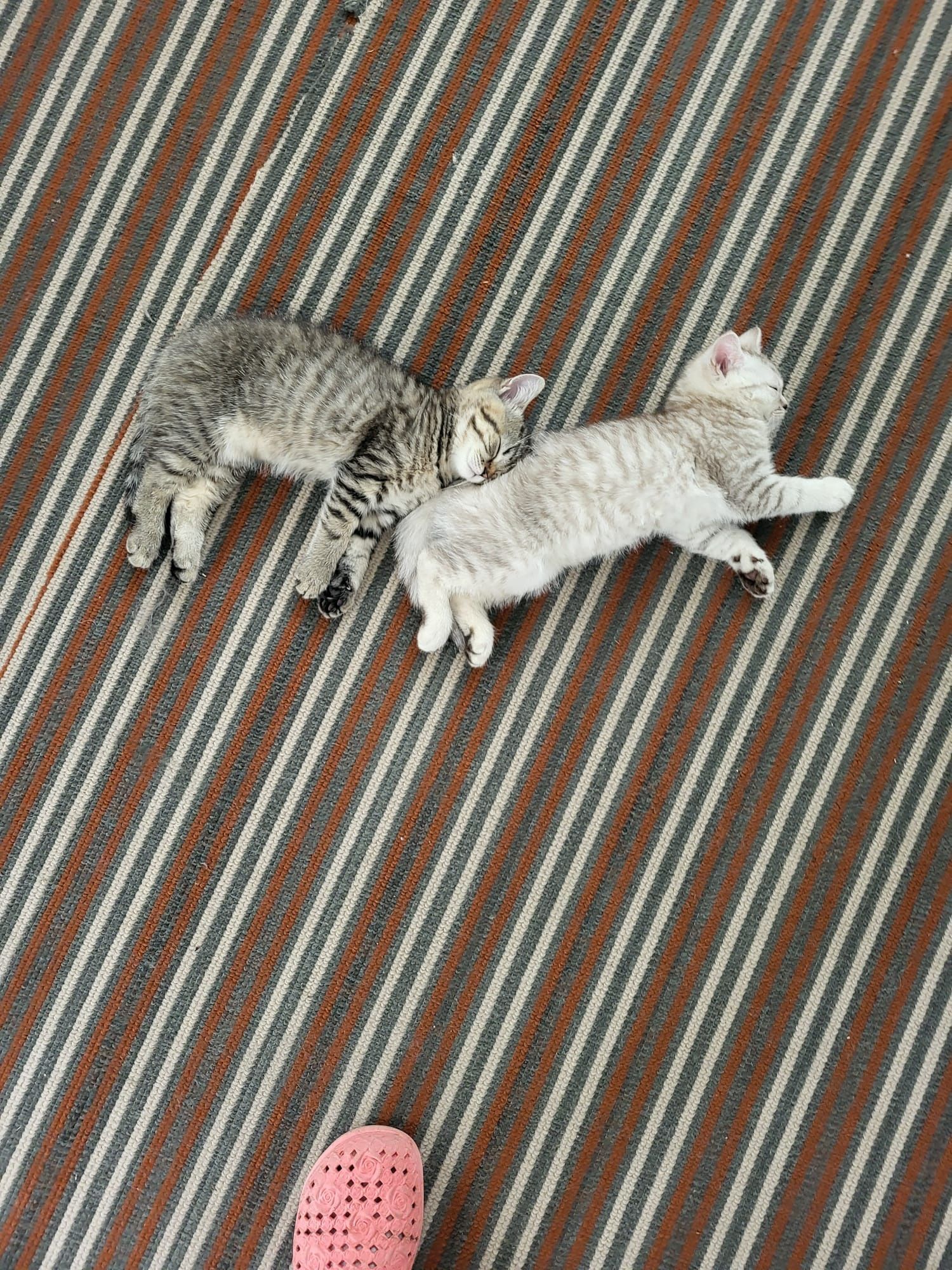 Pisoi British shorthair