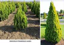 Tuia de gard viu si ornamentala*Columnaris*Biota*Globosa*Orientalis PA