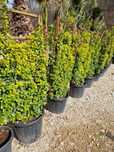 Plante Ornamentale Oriunde in tara