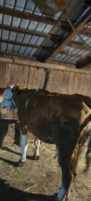 Vand vaci.            .