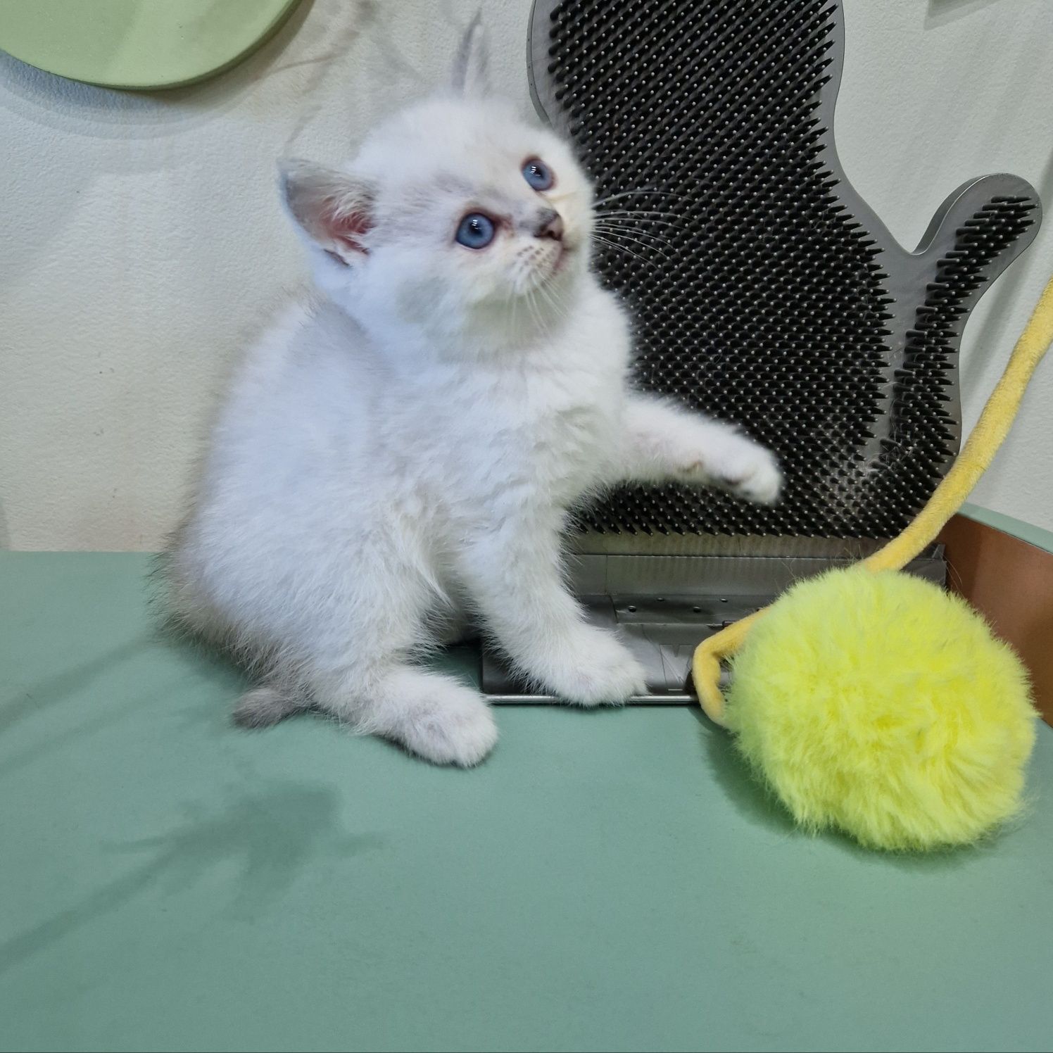 Родословни шотландски котенца