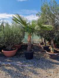 Trachycarpus Fortunei Palmier