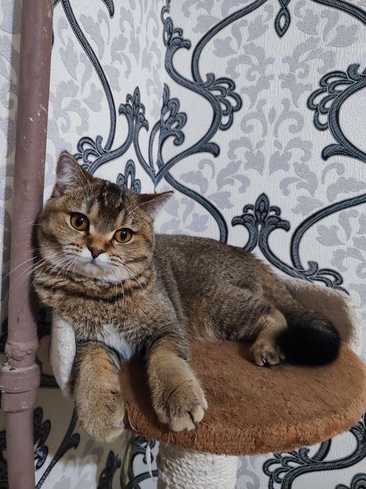 Продается британский котенок