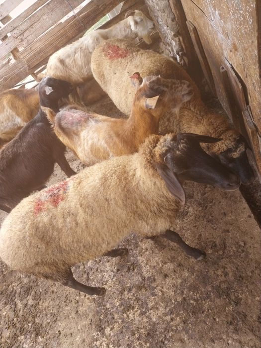 De vânzare 4 oi grase de tăiat și 9 capre