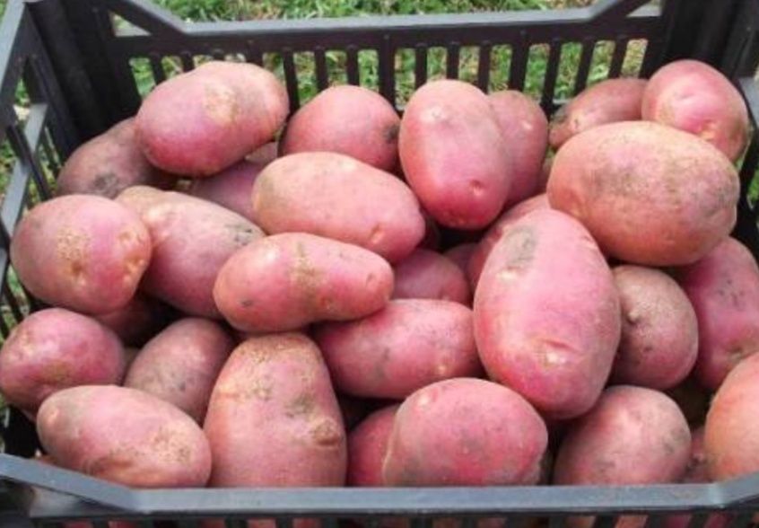 Продам домашнюю красную картошку.