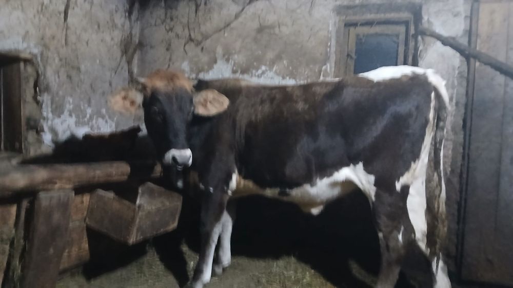 Vând o jurincă de 9 luni