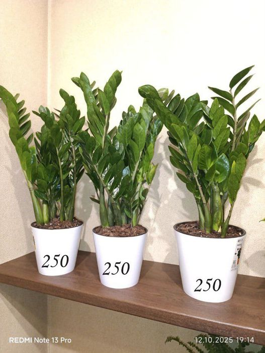 Домашние, комнатные цветы ухоженные ,здоровые