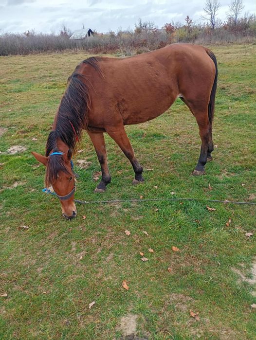 Iapa de vânzare tott