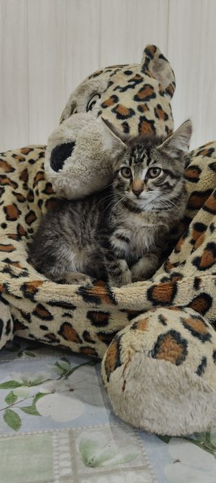 Отдам шикарного кота в добрые руки!!