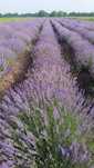 Vand lavanda verde 2025