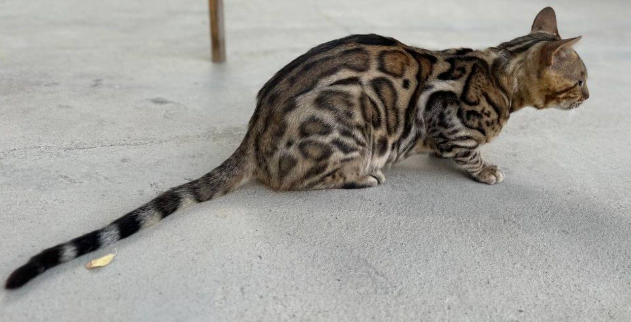 Sotiladi bengal mushuk