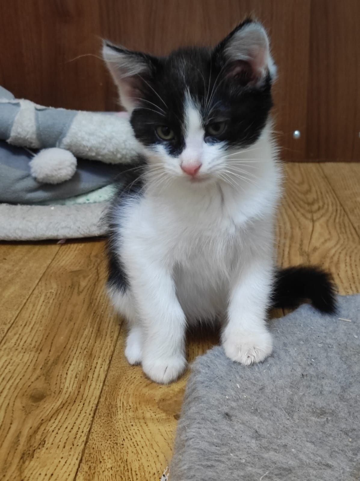 Отдам домашних котят