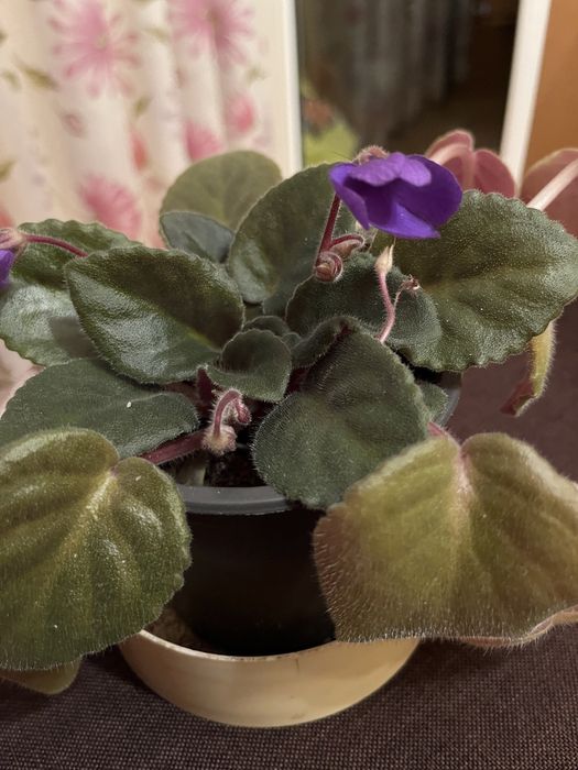 Теменужка в саксия (сентполия)