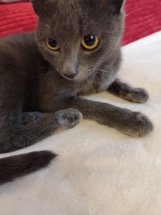 Pisica pentru adopție
