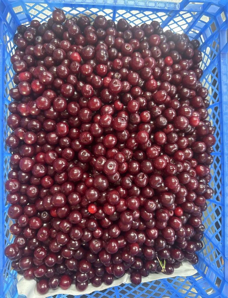 Продам свежую ВИШНЮ