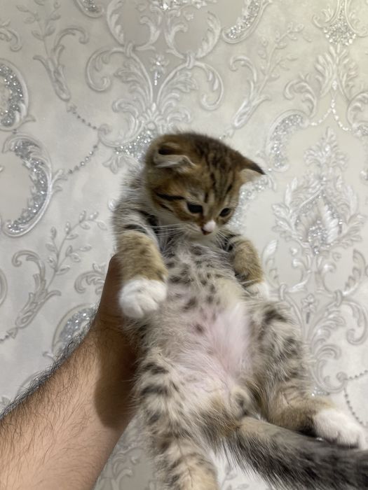 Скотиш фолд. скотиш фолд