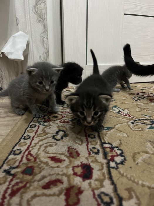 Мысық, кішкентай