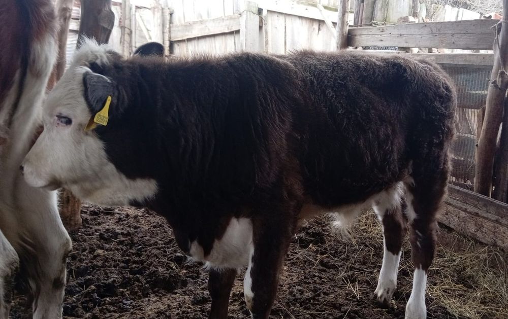 Еркек подсос сатылады теректі ұзынкөл ауылы